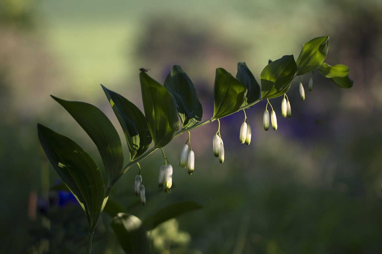Piante ideali per zone d'ombra, con foglie verdi e rigogliose in un giardino ombreggiato.